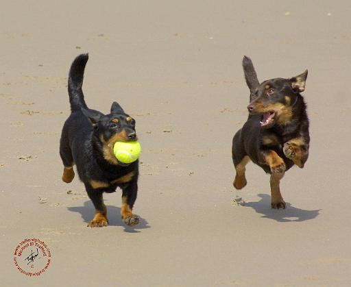 Lancashire Heeler 9R056D-016.JPG